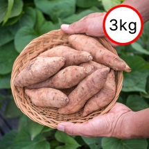 여주 꿀고구마 3kg(중,소) 개당 50g ~ 100g