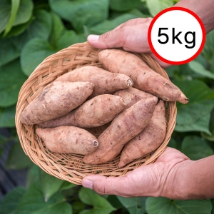 여주 꿀고구마 5kg(특,상) 개당 100g ~ 250g